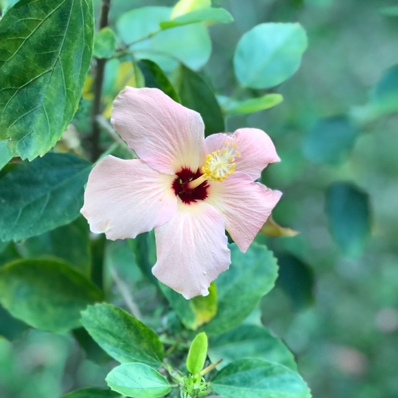 Meet your Posher, Miranda - Picture 1 of 1